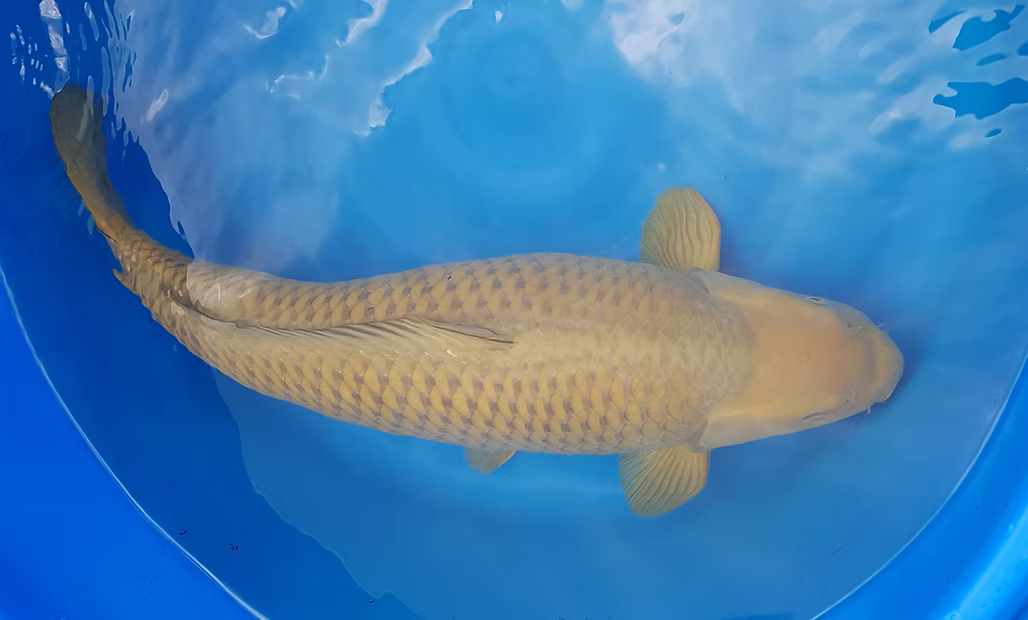 Verkochte koi