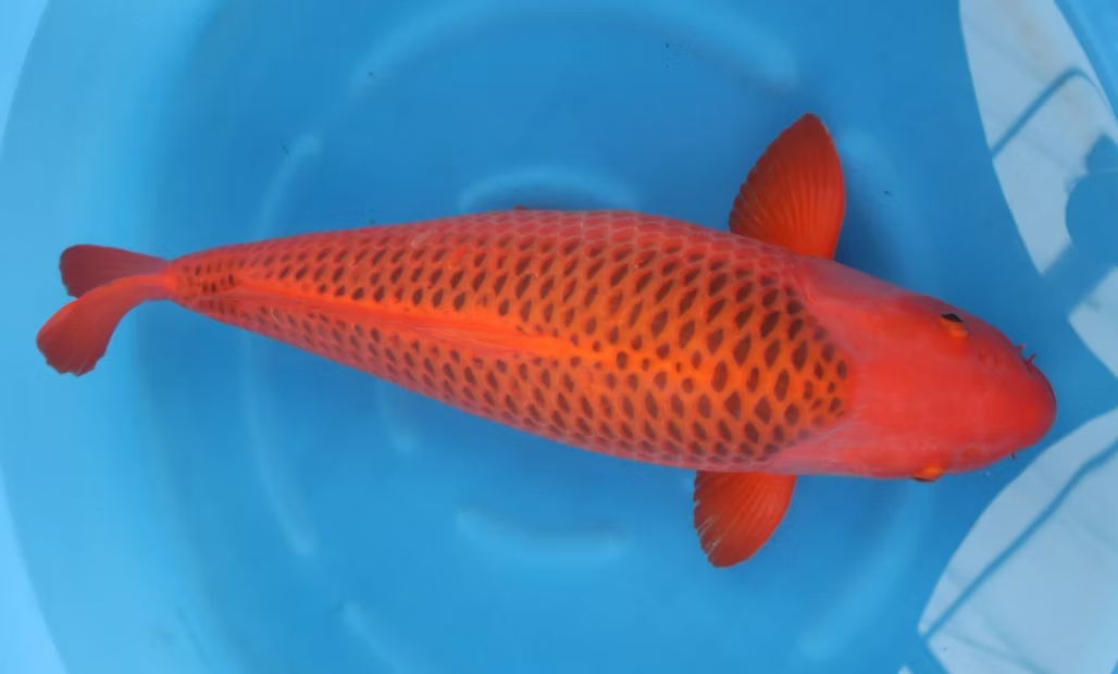 Matsuba