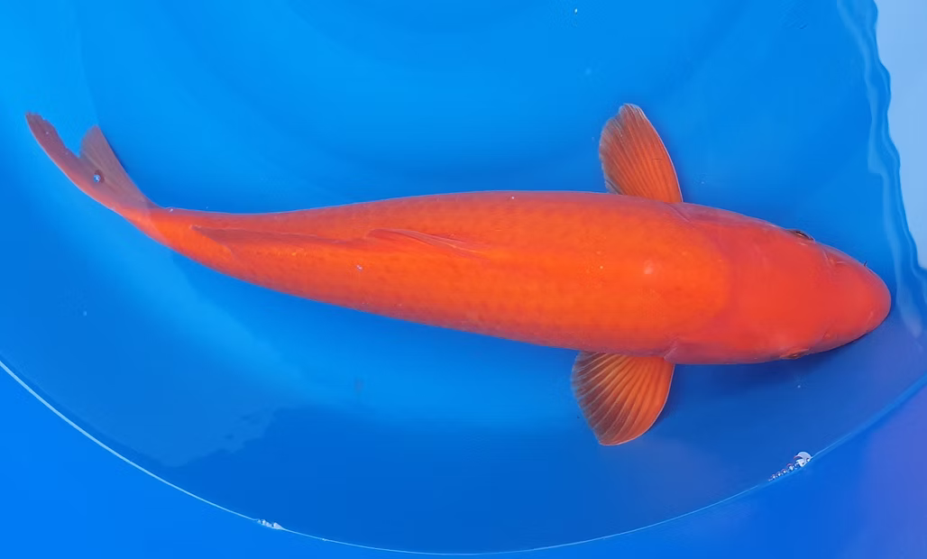 Benigoi