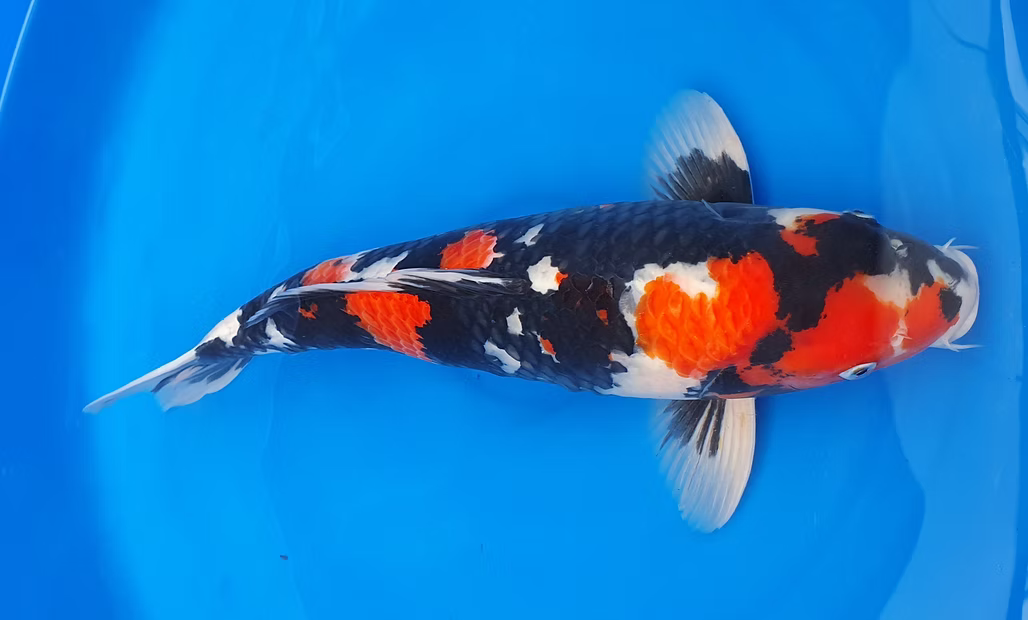 Meerkleurige koi