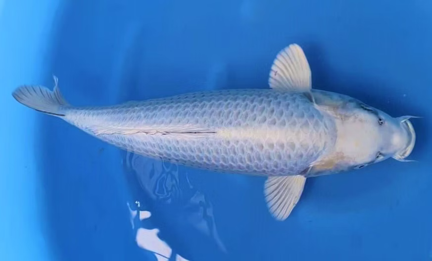 Mukashi ogon