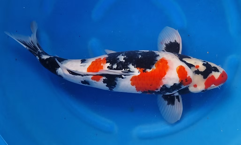 Premium koi specials