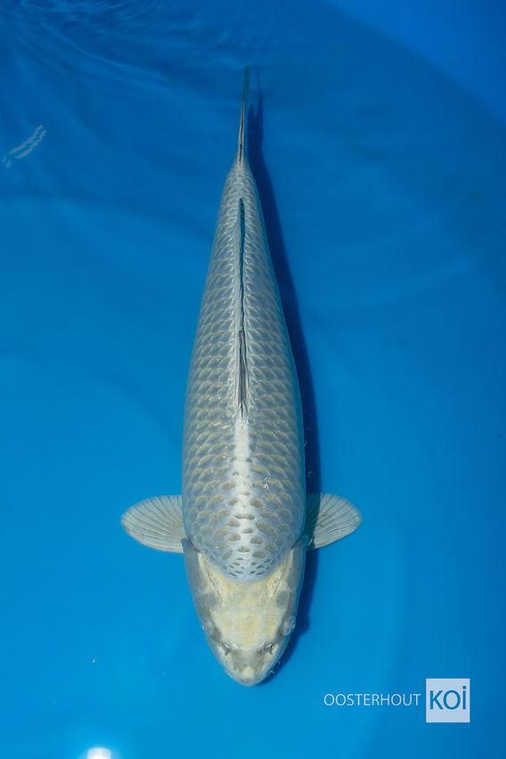 Silver mukashi Marusei