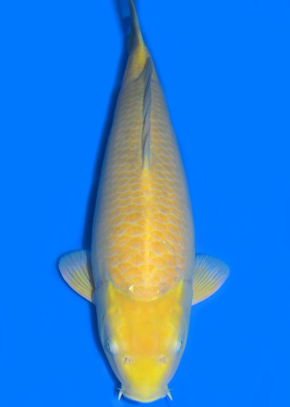 Konishi karashigoi