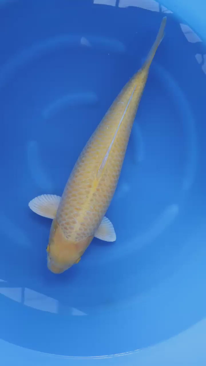 Yamabuki Marusei
