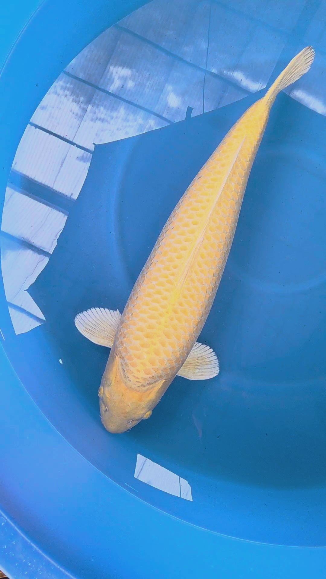 Yamabuki Marusei