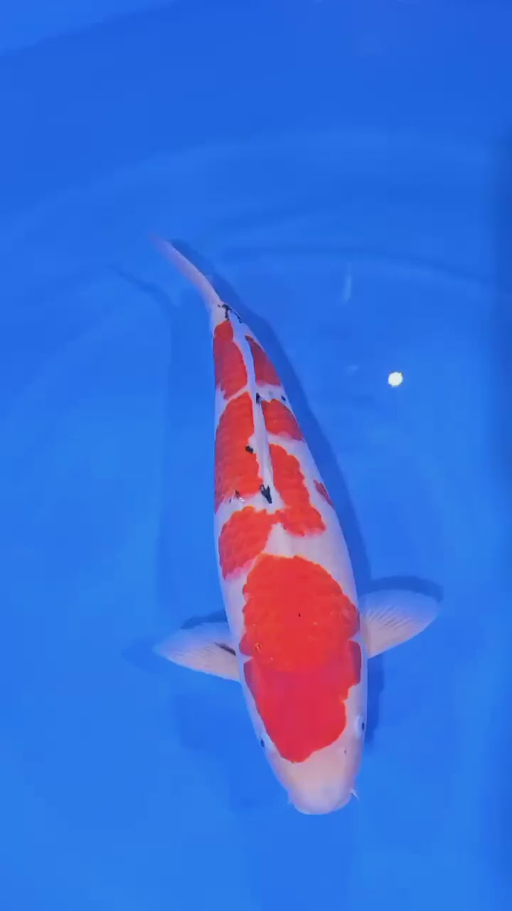 Sanke Tani