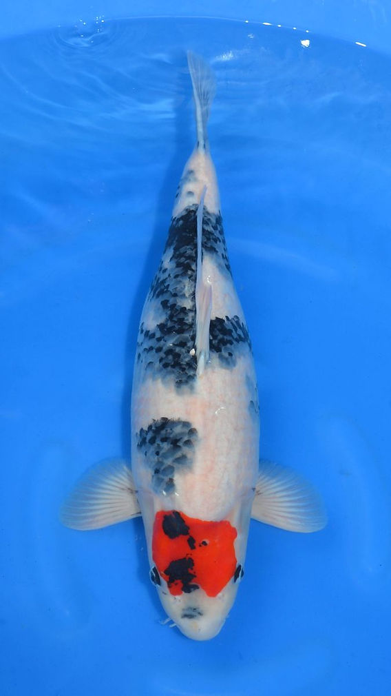 Tancho showa Koshiji