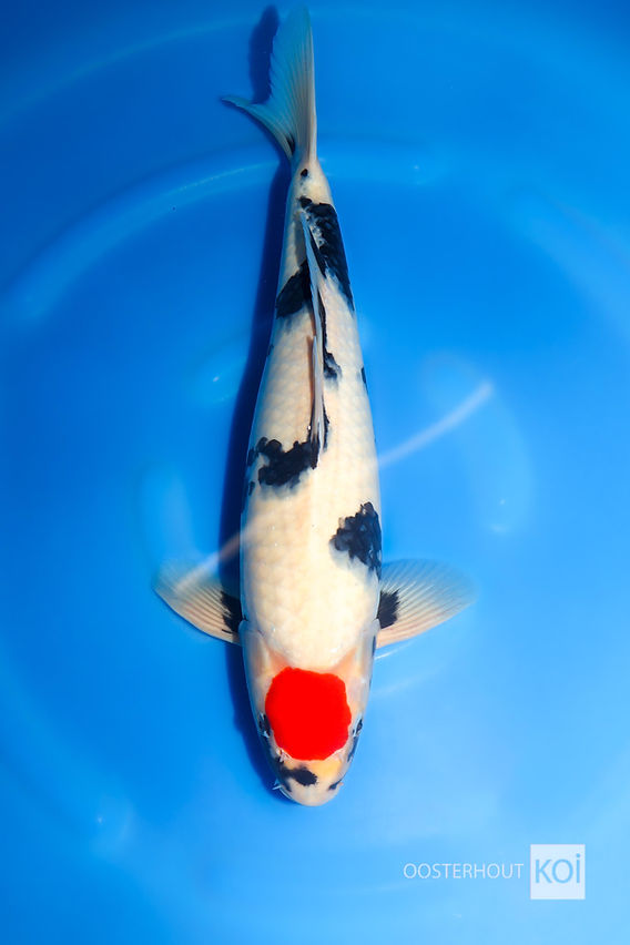 Tancho showa Koshiji