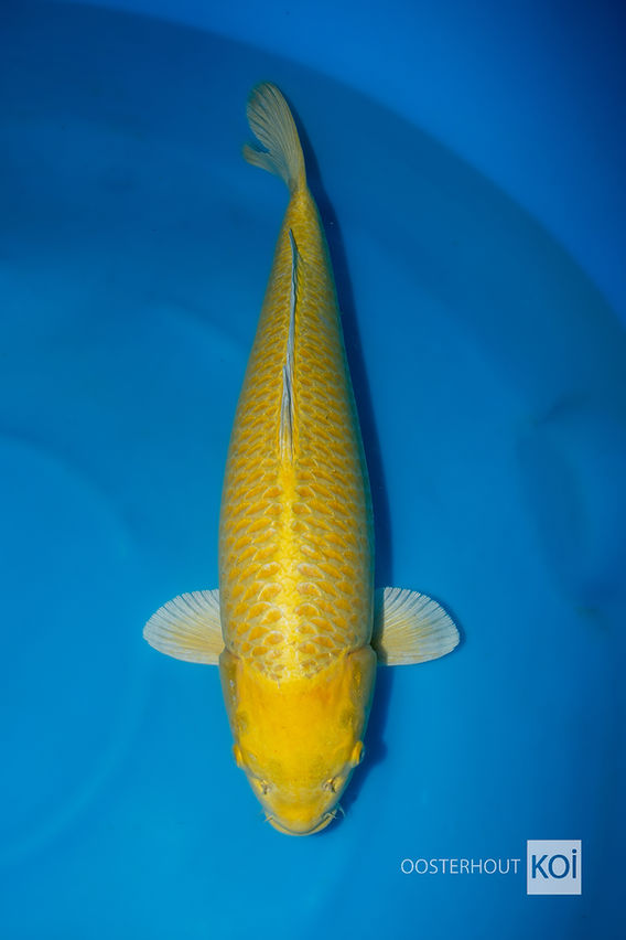Yamabuki Marusei