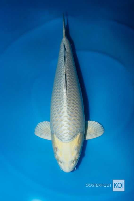 Yellow mukashi Marusei