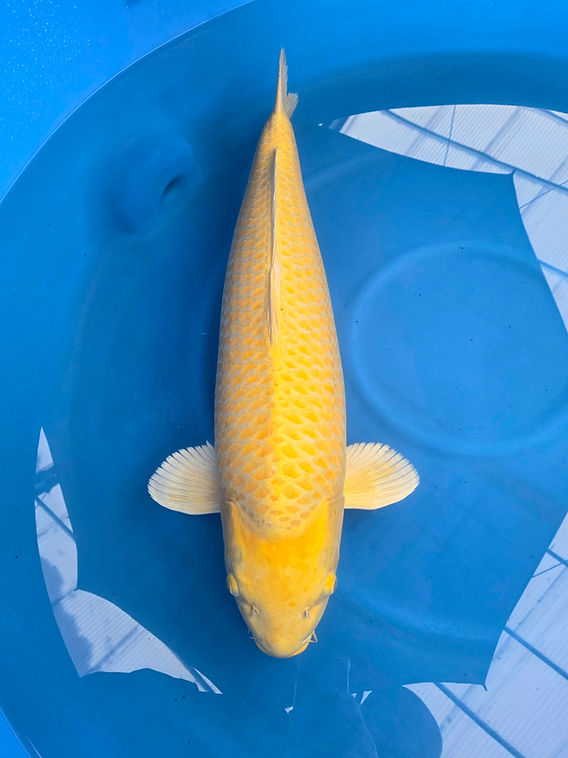 Yamabuki Marusei
