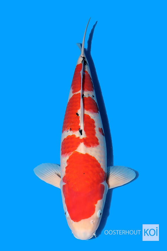 Sanke Tani